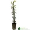 Ceanothus 'Lemon And Lime' Plant 3Ltr Pot -Gardenia Shop 5019801003108