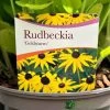 Rudbeckia 'Goldstrum' 2Ltr Pot 1 Rudbeckia 'Goldstrum' 2Ltr Pot -Gardenia Shop 5019801008639