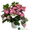 Hydrangea 'Cotton Candy' 5Ltr Pot -Gardenia Shop 5019801008738
