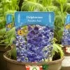 Delphinium Paramo 'Azul' 2Ltr Pot -Gardenia Shop 5019801015446 4639ca22 45e9 4f34 822b 627bc9604947