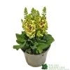 Verbascum 'Dark Eyes' 2Ltr Pot 1 Verbascum 'Dark Eyes' 2Ltr Pot -Gardenia Shop 5019801016276 e86b8272 4345 4528 b36b 86e6bf8f97dd