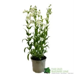 Penstemon 'Harlequin Lilac' Plant 2 Ltr Pot