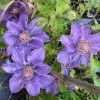 Clematis 'Bijou' Trailing/Climbing Plant 2 Ltr Pot -Gardenia Shop 5019801028361
