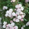 Pink Miniature Climbing Rose 'Little Rambler' 3Ltr Pot -Gardenia Shop 5019801772035
