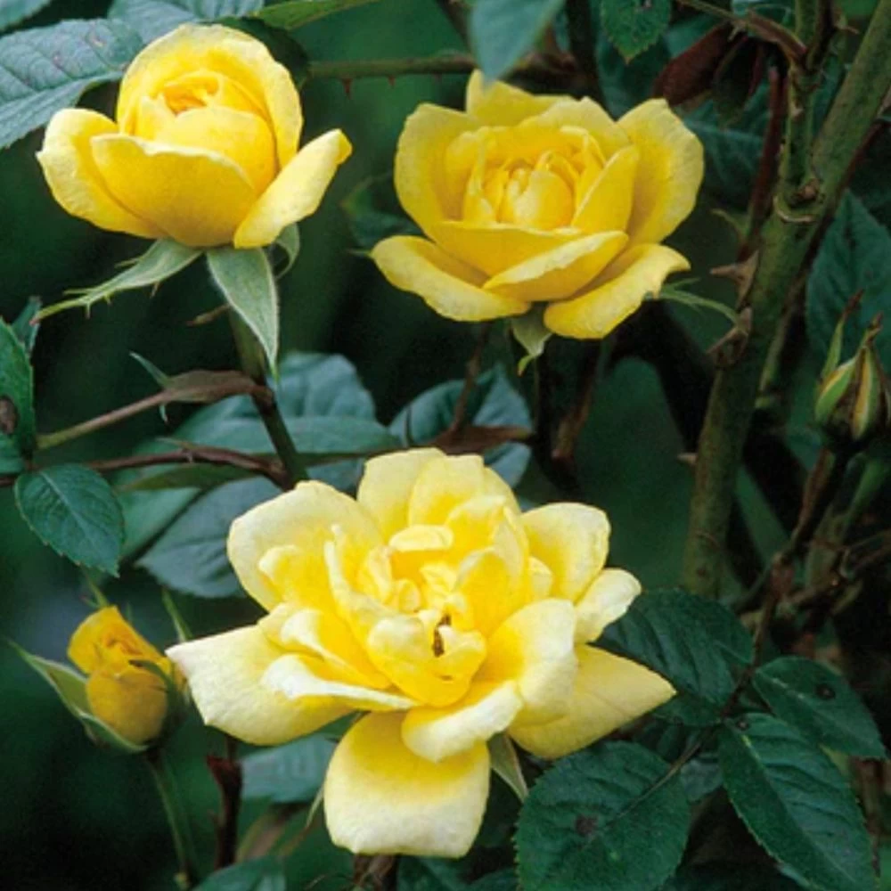 Yellow Miniature Climbing Rose 'Laura Ford' 3Ltr Pot 3 Yellow Miniature Climbing Rose 'Laura Ford' 3Ltr Pot