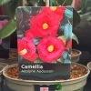 Camellia 'Adolphe Audusson' 3Ltr Pot 2 Camellia 'Adolphe Audusson' 3Ltr Pot -Gardenia Shop 5019945010024