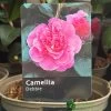 Camellia 'Debbie' 3Ltr Pot -Gardenia Shop 5019945010222