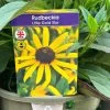 Rudbeckia 'Little Gold Star' 3Ltr Pot 1 Rudbeckia 'Little Gold Star' 3Ltr Pot -Gardenia Shop 5019945067127 4bec35a9 3be6 4fdf 97a0 4664149f34d1