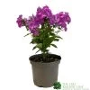 Phlox 'Famous Purple' 3Ltr Pot 2 Phlox 'Famous Purple' 3Ltr Pot -Gardenia Shop 5019945219878