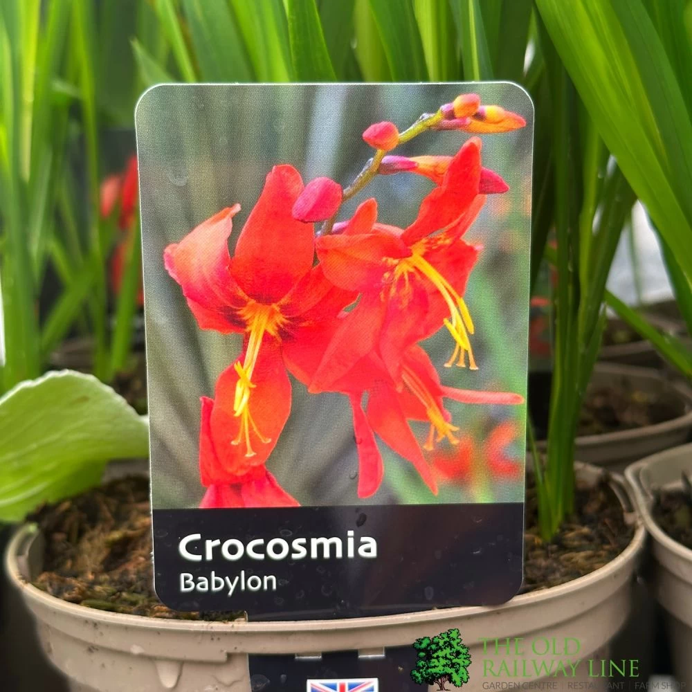 Crocosmia 'Babylon' 2Ltr Pot 3 Crocosmia 'Babylon' 2Ltr Pot