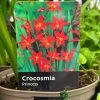 Crocosmia 'Princess' 2Ltr Pot