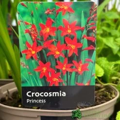 Crocosmia 'Princess' 2Ltr Pot