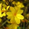 Jasminum Nudiflorum Winter Jasmine 3Ltr Pot -Gardenia Shop 5019945915718 e0249c4c 3ef9 434c bc60 4f76c6a7655b