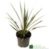 Cordyline Australis 'Sparkler' 2Ltr Pot -Gardenia Shop 5019945923324 947be49e 01a1 4c13 87e0 a29cf8292b1c
