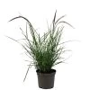 Pennisetum 'Sky Rocket' Grass 2 Ltr Pot 2 Pennisetum 'Sky Rocket' Grass 2 Ltr Pot -Gardenia Shop 5019945963016