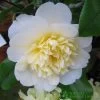 Camellia Japonica 'Brushfield's Yellow' Plant 3Ltr Pot 2 Camellia Japonica 'Brushfield's Yellow' Plant 3Ltr Pot -Gardenia Shop 5019945966277 2