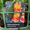 Alstroemeria 'Indian Summer' Peruvian Lily 3Ltr Pot 1 Alstroemeria 'Indian Summer' Peruvian Lily 3Ltr Pot -Gardenia Shop 5019945970120 42f45b91 9576 4408 b7ff 0a2d8332659f