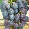 Grape 'Black Hamburg' 3Ltr Pot -Gardenia Shop 5019945994416 df5037a3 723c 4187 8604 2257360215c4