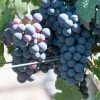 Grape Vine 'Cabernet Franc' 1.5Ltr Pot -Gardenia Shop 5019945994423