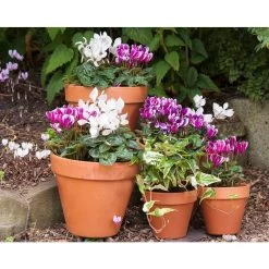 Gardenia Shop -Gardenia Shop 5021346507768 2