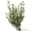 Elaeagnus X Ebbingei Oleaster Plant 80cm Tall (IT) -Gardenia Shop 5021768000465