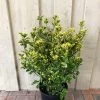 Euonymus Japonicus 'Aureus' 10Ltr Pot 2 Euonymus Japonicus 'Aureus' 10Ltr Pot -Gardenia Shop 5021768000489