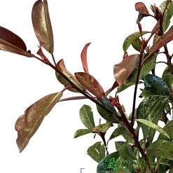 Photinia Fraseri 'Red Robin' 80cm Tall (IT) -Gardenia Shop 5021768000991 2