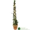 Trachelospermum Jasminoides 'Star Jasmine' Tripod Climber 120cm Tall (IT) 1 Trachelospermum Jasminoides 'Star Jasmine' Tripod Climber 120cm Tall (IT) -Gardenia Shop 5021768007679 3b981b88 216a 40e7 8e3d 0f05641f91f4