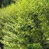 Ligustrum Ovalifolium 'Aureum' Privet 80cm Tall (IT) 1 Ligustrum Ovalifolium 'Aureum' Privet 80cm Tall (IT) -Gardenia Shop 5021768007716