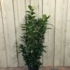 Prunus 'Novita' Common Laurel Plant 1m Tall (IT) 2 Prunus 'Novita' Common Laurel Plant 1m Tall (IT) -Gardenia Shop 5021768007914 d985e756 51a6 4c03 8244 f9d87a43e4e2