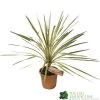 Cordyline Australis 'Torbay Dazzler' 60cm Tall (IT) -Gardenia Shop 5021768016725