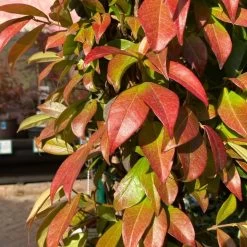 Trachelospermum Jasminoides Arch Trained Jasmine Climber 18Ltr Pot -Gardenia Shop 5021768019641 2