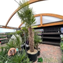 Trachycarpus Fortunei Chusan Palm Tree 3m Tall