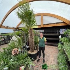 Trachycarpus Fortunei Chusan Palm Tree 3m Tall -Gardenia Shop 5021768025277 3