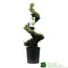 Ilex Crenata Spiral Topiary Plant 100cm Tall 12 Ltr Pot -Gardenia Shop 5021768025673 7bd3a5e8 335a 4311 8df1 7882edb16de0