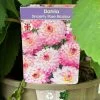 Dahlia 'Sincerity Rose Bicolour' 3Ltr Pot -Gardenia Shop 5021768037188
