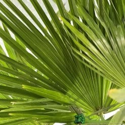 Trachycarpus Fortunei Single Stem 1.7m Tall (IT) -Gardenia Shop 5021768043813 2