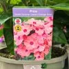 Phlox 'Sweet Summer Dream Orange Rose' 3Ltr Pot -Gardenia Shop 5021768048603