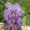 Wisteria Sinensis Climber 1.8m Tall (IT) -Gardenia Shop 5021768050873