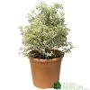 Pittosporum Tenuifolium 'Silver Queen' Plant 50cm Tal (IT) 1 Pittosporum Tenuifolium 'Silver Queen' Plant 50cm Tal (IT) -Gardenia Shop 5021768052945