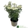 Achillea 'New Vintage White' 3Ltr Pot 2 Achillea 'New Vintage White' 3Ltr Pot -Gardenia Shop 5021768059982