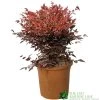 Nandina Domestica 'Obsessed' Heavenly Bamboo 30cm Tall (IT) 2 Nandina Domestica 'Obsessed' Heavenly Bamboo 30cm Tall (IT) -Gardenia Shop 5021768064047