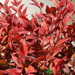 Nandina Domestica 'Obsessed' Heavenly Bamboo 30cm Tall (IT) 5 Nandina Domestica 'Obsessed' Heavenly Bamboo 30cm Tall (IT) -Gardenia Shop 5021768064047 2