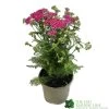 Achillea 'New Vintage Violet' 3Ltr Pot -Gardenia Shop 5021768068984