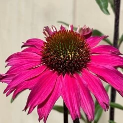 Echinacea 'Sensation Pink' Plant 2 Ltr Pot -Gardenia Shop 5021768069202 3