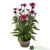 Echinacea 'Sensation Pink' Plant 2 Ltr Pot -Gardenia Shop 5021768069202 9c267101 cf06 4299 acb6 0db8f65e2aec
