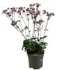 Astrantia 'Star Of Love' Plant 3 Ltr -Gardenia Shop 5021768072080 d7831a1a 7c31 43d0 b3be b6538da1e21b