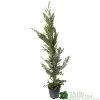 Cupressus Leylandii Conifer Hedging Plant 1.25m Tall (IT) 2 Cupressus Leylandii Conifer Hedging Plant 1.25m Tall (IT) -Gardenia Shop 5021768075944 df1d85ec 5ef5 44d5 91fb 39dfa0149986