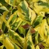 Cornus Florida 'Rainbow' Flowering Dogwood 10Ltr Pot 1 Cornus Florida 'Rainbow' Flowering Dogwood 10Ltr Pot -Gardenia Shop 5021768076866