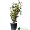 Elaeagnus X Submacrophylla 'Viveleg' Oleaster Plant 50cm Tall (IT) 2 Elaeagnus X Submacrophylla 'Viveleg' Oleaster Plant 50cm Tall (IT) -Gardenia Shop 5021768076903